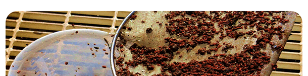 anammox 厭氧氨氧化菌